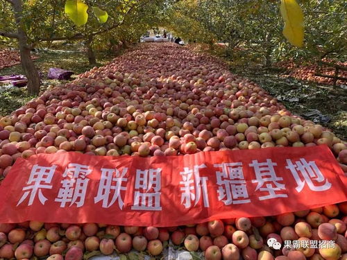 果霸聯盟的水果模式怎樣
